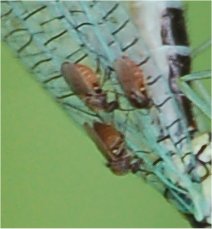 Chrysopa perla con Forcipomya eques (Ceratopogonidae)